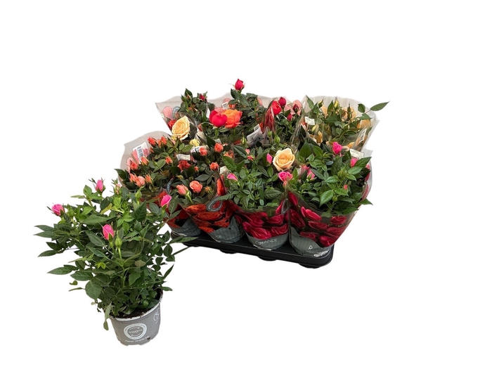 <h4>RO KORDANA GEM 5 SRT</h4>