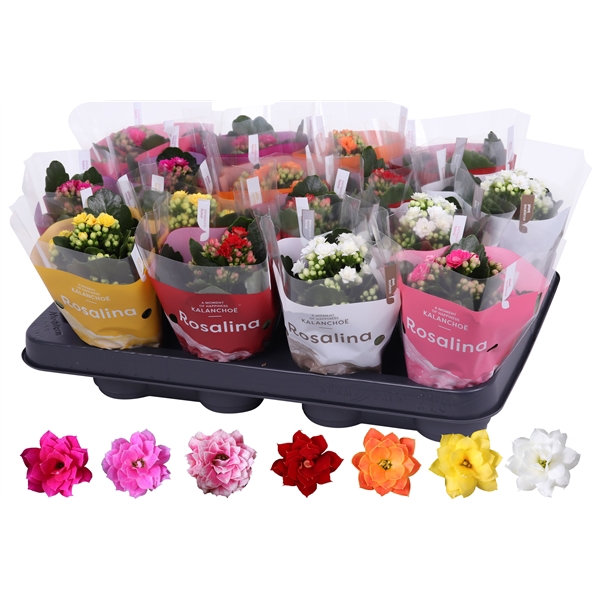 <h4>Kalanchoe Rosalina 07cm mix, TST hoes</h4>