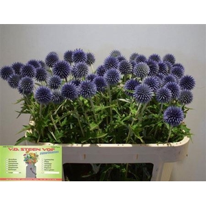 Echinacea Ba Blue Globe