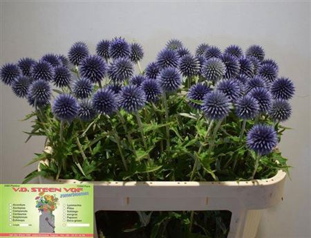 <h4>Echinacea Ba Blue Globe</h4>