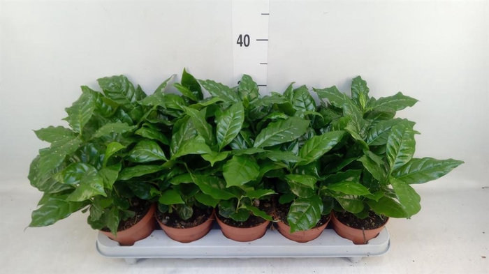 <h4>Coffea arabica</h4>