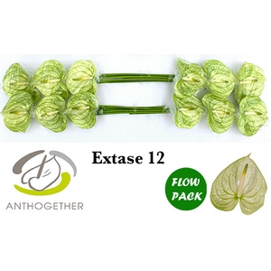 Anthurium Extase