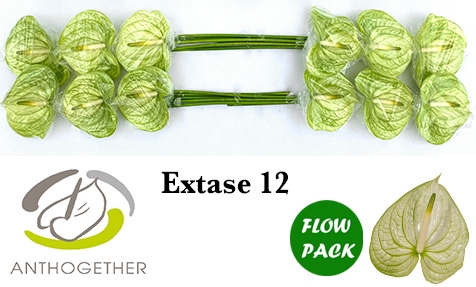 ANTH A EXTASE 12 Flow Pack