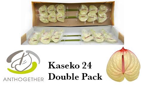 <h4>Anthurium Kaseko</h4>