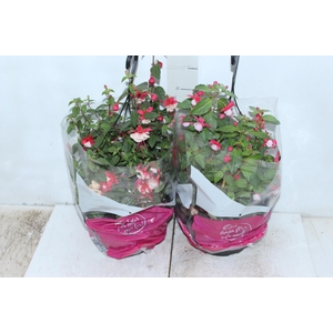 BRINCO DE PRINCESA C21