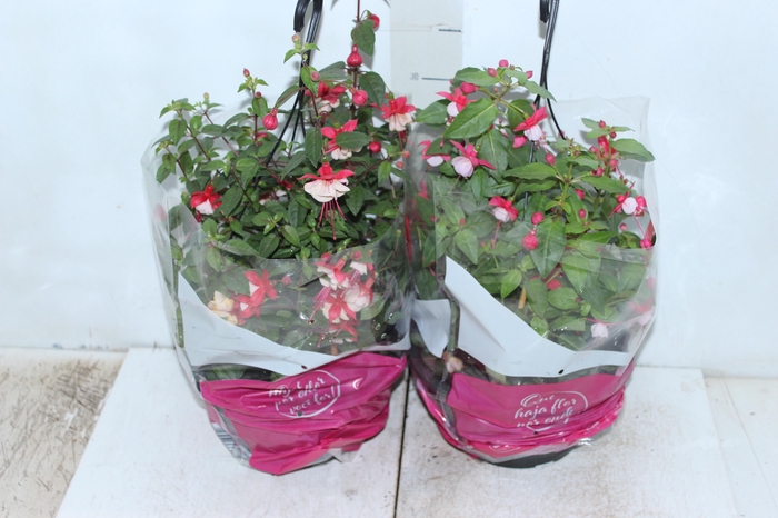 <h4>BRINCO DE PRINCESA C21</h4>