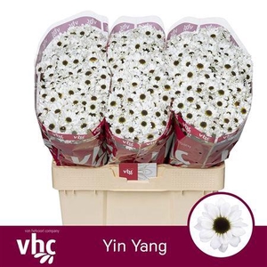Chr S Yin Yang White 900gr