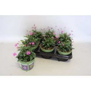 Brachyscome magenta Delight