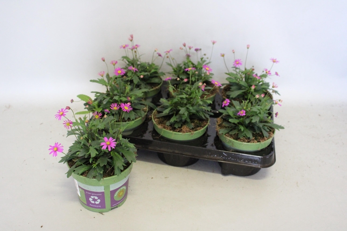 <h4>Brachyscome magenta Delight</h4>