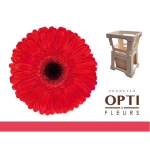 Gerbera Dynamic Water