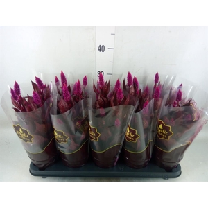 Celosia spic. 'Mystic Shades'