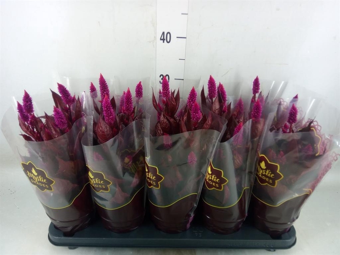 <h4>Celosia spic. 'Mystic Shades'</h4>