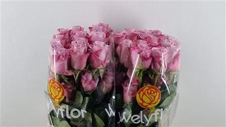 <h4>R GR STAR PLATINUM</h4>