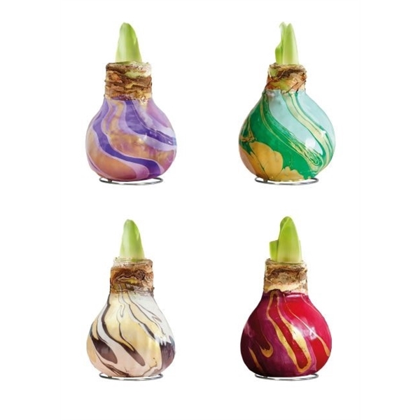 <h4>Amaryllis TOW Swirl Mixed 8x1, rode bloem, Tray408</h4>