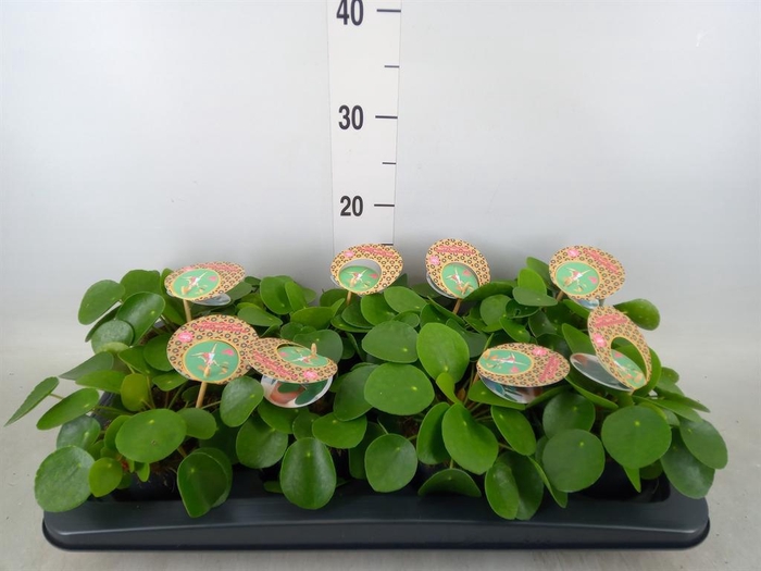 <h4>Pilea peperomioides</h4>