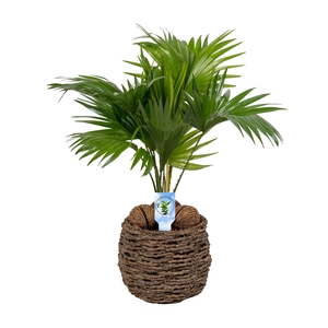 Livistona in gevlochten caryota pot ASP Lucht Zuiverend