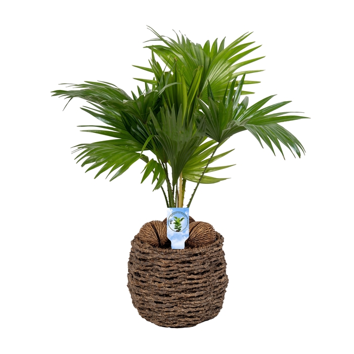 <h4>Livistona in gevlochten caryota pot ASP Lucht Zuiverend</h4>