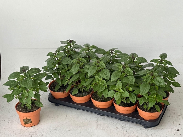 <h4>Ocimum   ...</h4>