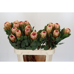 PROTEA GRANDICOLOR
