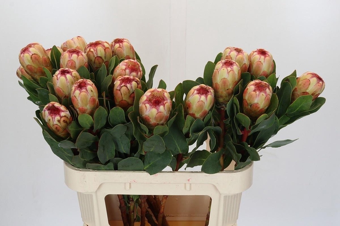 <h4>PROTEA GRANDICOLOR</h4>