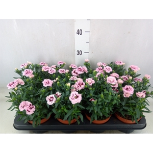 Dianthus  'Oscar Purple Star'