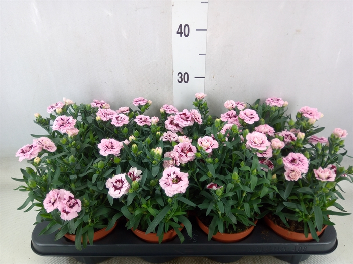 <h4>Dianthus  'Oscar Purple Star'</h4>