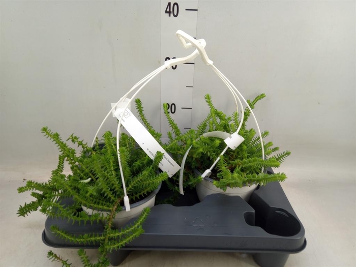 <h4>Crassula   ...</h4>