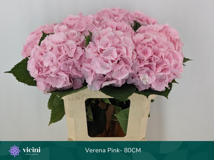 <h4>HYDR M CH VERENA</h4>