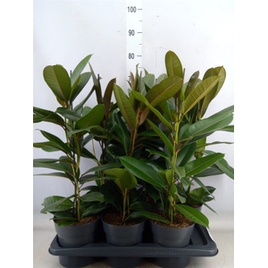 Ficus americana subsp. guianensis
