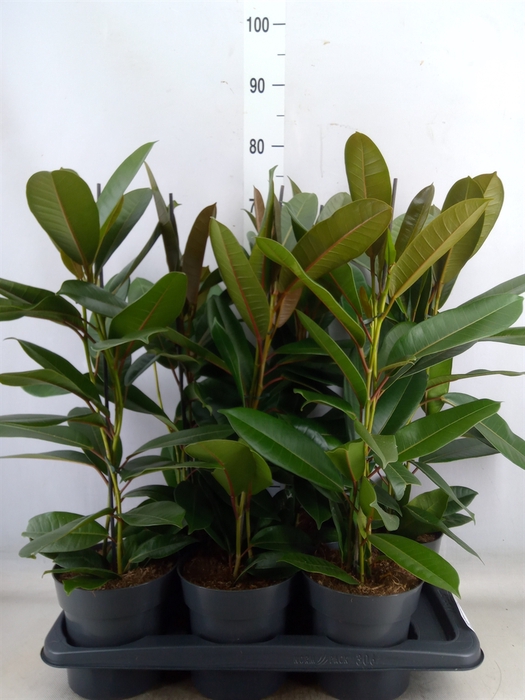 <h4>Ficus americana subsp. guianensis</h4>