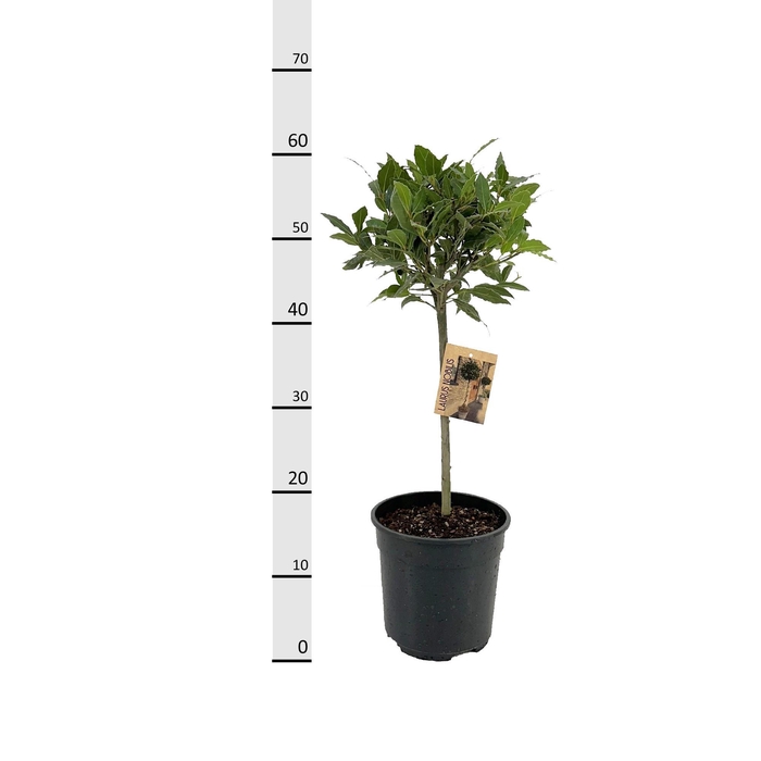 <h4>LAU NOBILIS</h4>