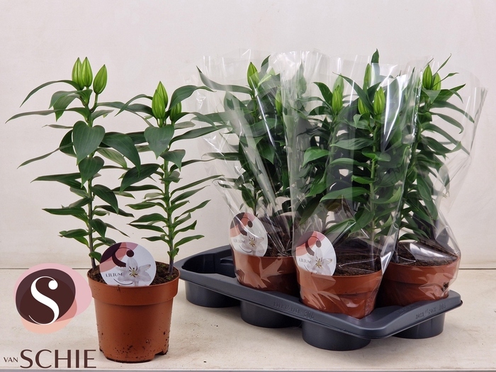 <h4>LIL OR OXYGEN</h4>