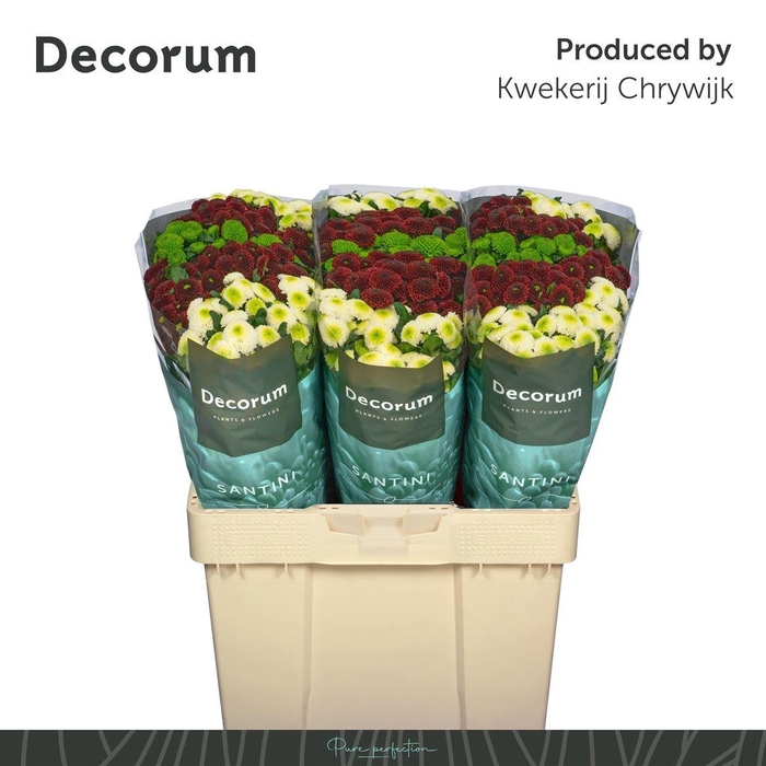 <h4>Chr S Pompon Gem Bs</h4>