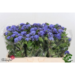 Ager H Blue Planet