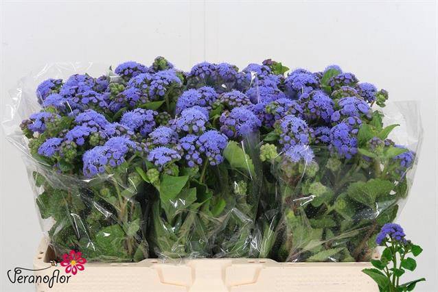 Ager H Blue Planet