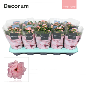 Kalan Calan Serenity Soft Pink