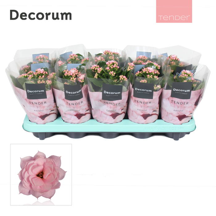 <h4>Kalan Calan Serenity Soft Pink</h4>
