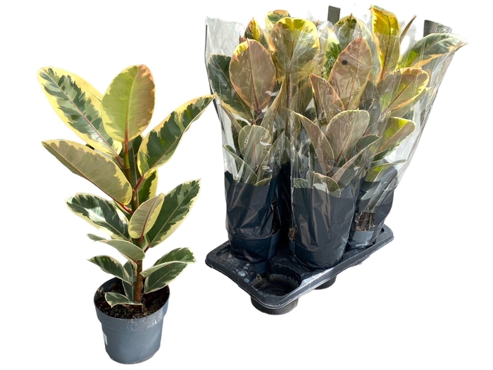 <h4>FIC EL TINEKE</h4>