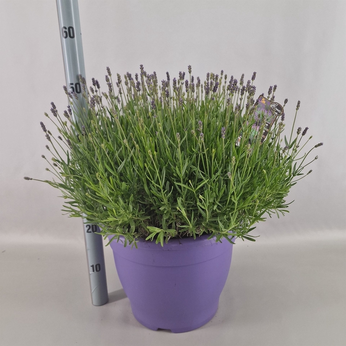 Lavandula angus. 'Essence Pure'