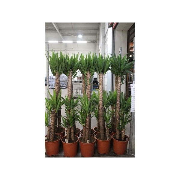 <h4>Yucca 120-60-30 Cm</h4>