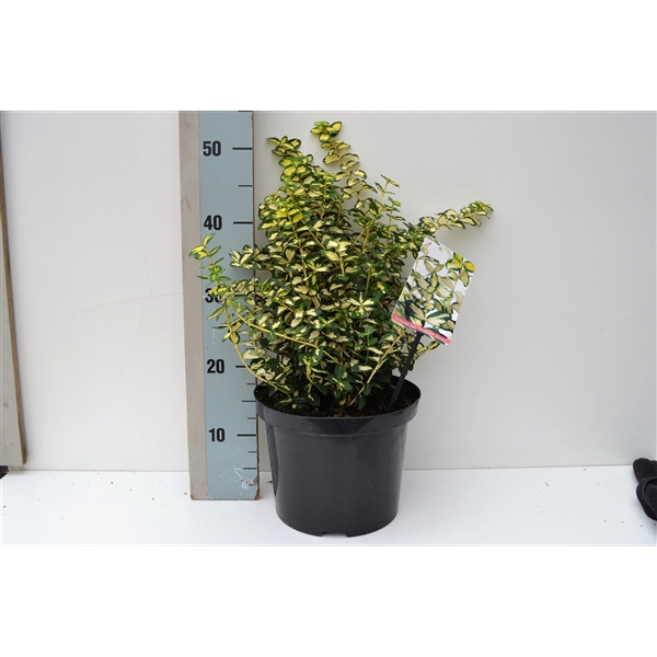 <h4>Euonymus fort Blondy PBR</h4>