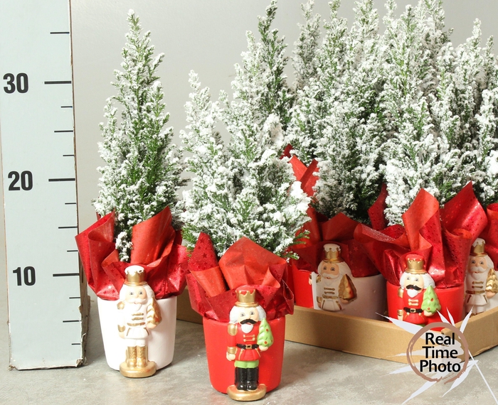 <h4>Cham L Ellwoodii</h4>