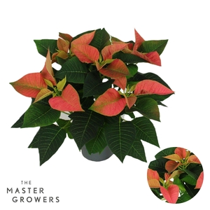 Poinsettia Viking Cinnamon 13cm 5 bloem