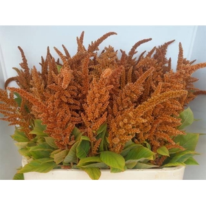 Amaranthus cruentus 'Hot Biscuits'