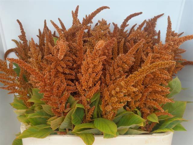 <h4>Amaranthus cruentus 'Hot Biscuits'</h4>