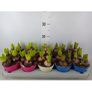 Hyacinthus orie.   ...mix 3