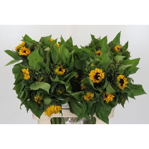 Helianthus Orange Fire