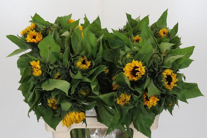 <h4>Helianthus Orange Fire</h4>