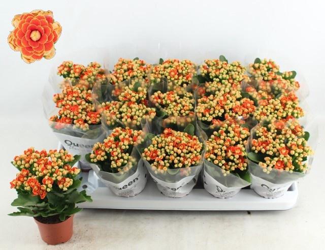 <h4>KAL GE MF GENEVA</h4>