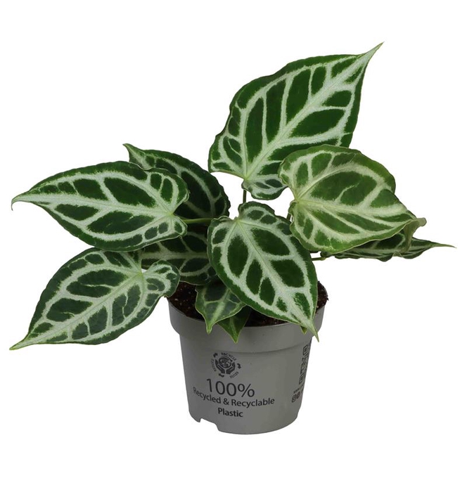 <h4>ANTHURIUM  P12 CRYSTALLINUM</h4>